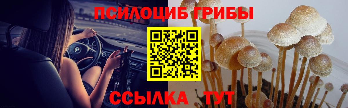 Галлюциногенные грибы Cubensis  Вход с VPN  Северобайкальск 